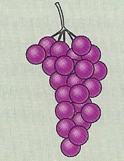 Fermentované