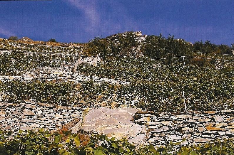 Fermentované nápoje víno Perlivá vína Nejsou připravována druhotným kvašením Sycení vína oxidem