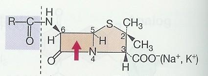 Peniciliny β-laktámová antibiotika