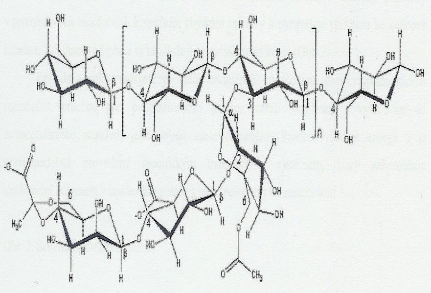 Produkce biopolymérů exopolysacharidy xantan Je ideální jako stabilizátor pro zubní pasty a gely nebo ve farmaceutických přípravcích V průmyslu xantan využívá jako stabilizátor