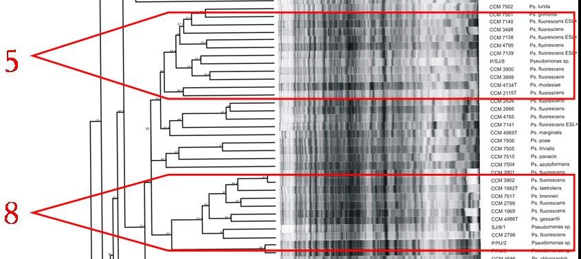 Shluk 5: Izolát P/SJ/8 ESL + (hydrolýza eskulinu atypický znak pro pseudomonády) Sbírkové kmeny Pseudomonas fluorescens