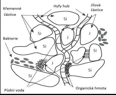 Organická půdní hmota Organická hmota se váže na anorganické látky a dává vznik půdním agregátům.