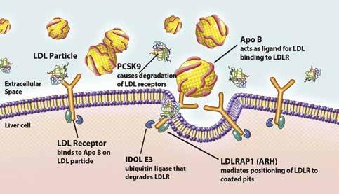 Lieky & liekové skupiny 211 Obr. 1. Metabolická dráha pro low density lipoprotein receptor (LDLR).