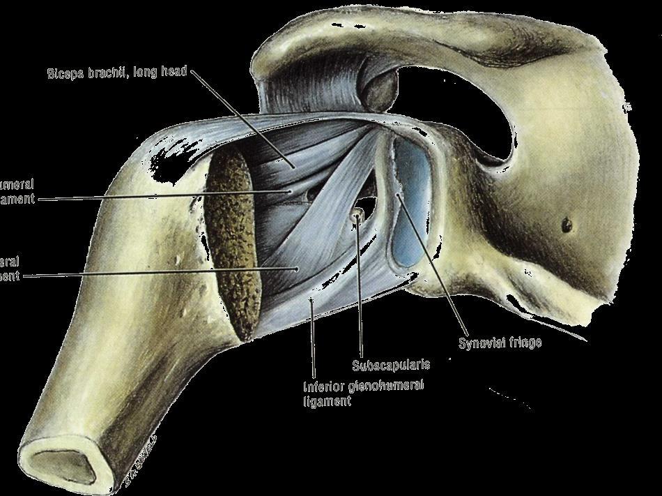 Anatomie Caput humeri-cavitas glenoidalis scapulae