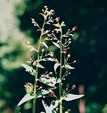 3 Pûtiprstka ÏeÏulník (Gymnadenia conopsea). 4 Pry ec mandloàovit (Tithymalus amygdaloides). 5 Travinobylinné trávníky v PR HloÏí. pubescens).