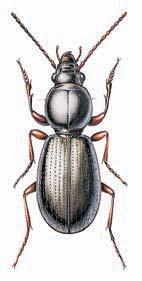 Nejmen í z na ich uïovek, uïovka hladká (Coronella austriaca) se poãetnûji vyskytuje napfiíklad vbíl ch Karpatech nebo podél jiïního okraje Îdánického lesa.