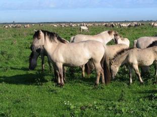 polský konik Heckův kůň Equus ferus (syn. E. gmelini) Návrat specializovaných spásačů koní a praturů??? Bunzel-Drüke M.