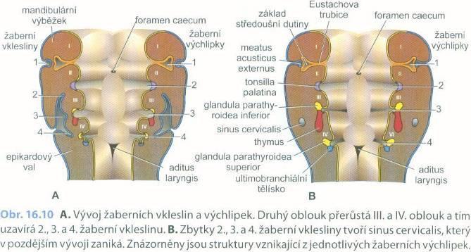 Žaberní výchlipky (Sacci pharyngei) lidský zárodek má 5 výchlipek z jejich endodermu vznikají