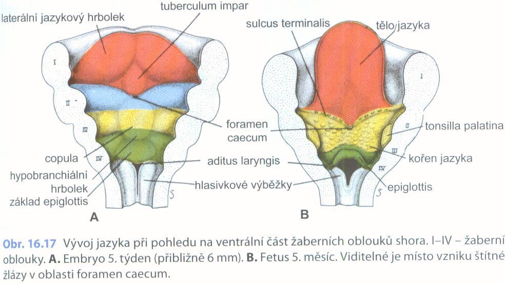 Vývoj jazyka II