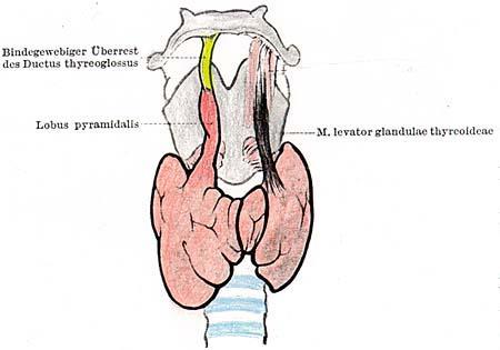 Processus pyramidalis glandulae thyroideae nejčastější vývojová vada po cestě