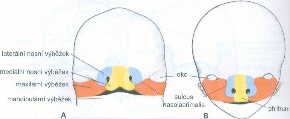 embryologie,