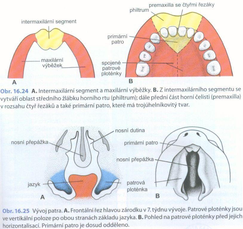 embryologie,