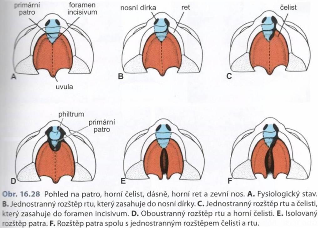 Sadler, Langmanova lékařská embryologie,