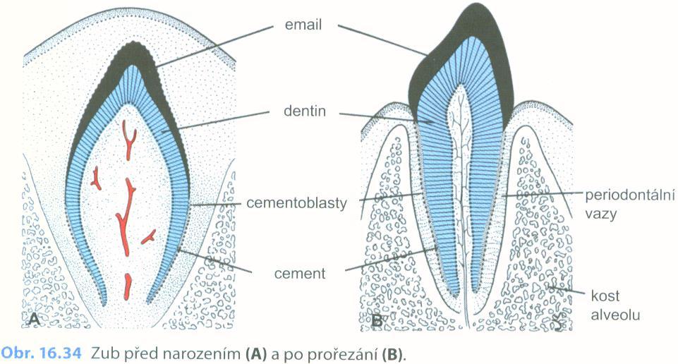 lékařská embryologie,