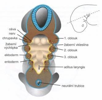 Žaberní (faryngové) ústrojí žaberní (faryngové) oblouky (arcus pharyngei) žaberní (faryngové) výchlipky (sacci pharyngei) žaberní (faryngové) vklesliny (sulci