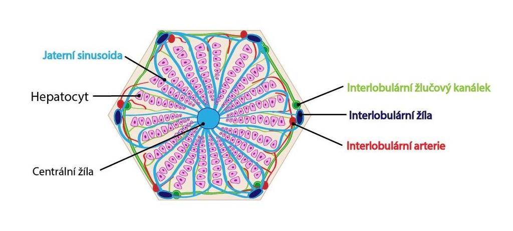 neokysličená krev dolní dutou žílou do srdce a z něj do plic, kde je krev znovu okysličena. [1,2] 1.2 Stavba jater Základní morfologickou jednotkou jater je lalůček centrální žíly.