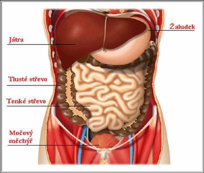 1 Anatomie a fyziologie jater 1.1 Anatomie jater Játra (hepar) s průměrnou hmotností okolo 1 500 g jsou největší exokrinní žlázou lidského těla.