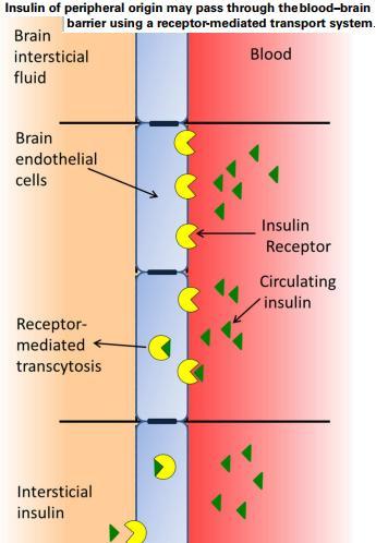 Inzulin v CNS 2.