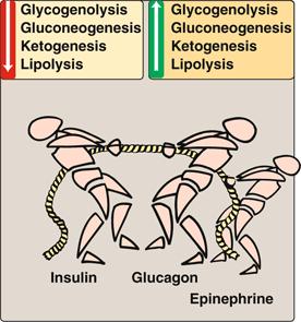 Definice stresové hyperglykemie Hyperglykemie, inzulinová rezistence a glukózová intolerance na podkladě