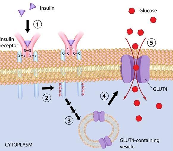 Transportní mechanismy pro glukózu Nebo aktivován inzulinem (GLUT 4) inzulin translokuje receptor z