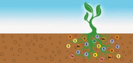 Život v pôde základ príjmu živín a vysokého výnosu Pôsobenie na pôdu: aktivuje mikrobiálny život v pôde, sedemnásobné zvýšenie mykorhízy a vlásočníc stabilizuje tvorbu drobovitej pôdnej štruktúry
