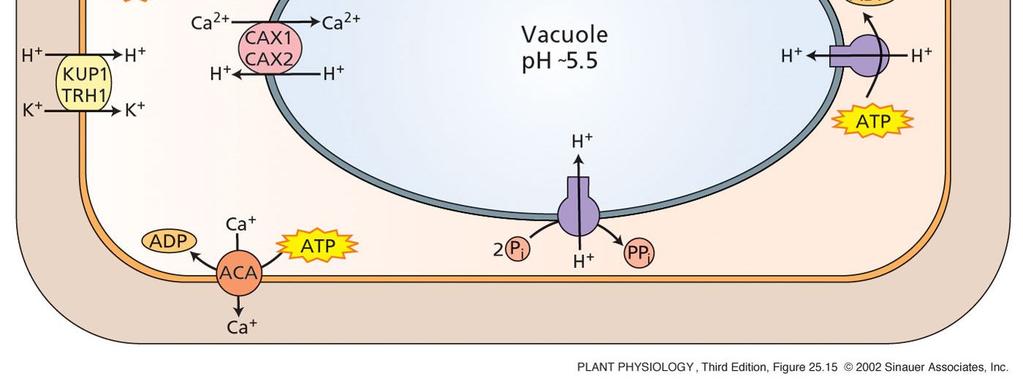 Vysoká [Na + ] Příjem K + buňkou pomocí high-affinity transportéru HKT1 je inhibován a pouze