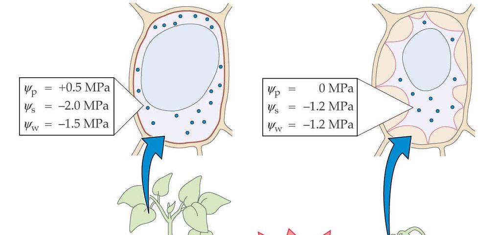 20 Osmotické přizpůsobení a jeho role v toleranci k suchu a zasolení Osmotické přizpůsobení biochemický