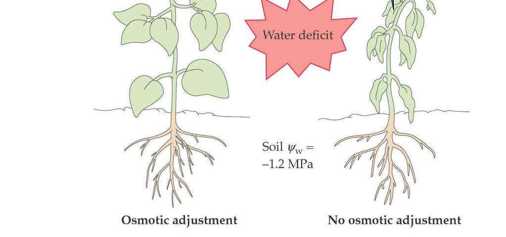 brát vodu z půdy Rostlina je schopna se osmoticky přizpůsobovat v případě, kdy je schopna regulovat svůj