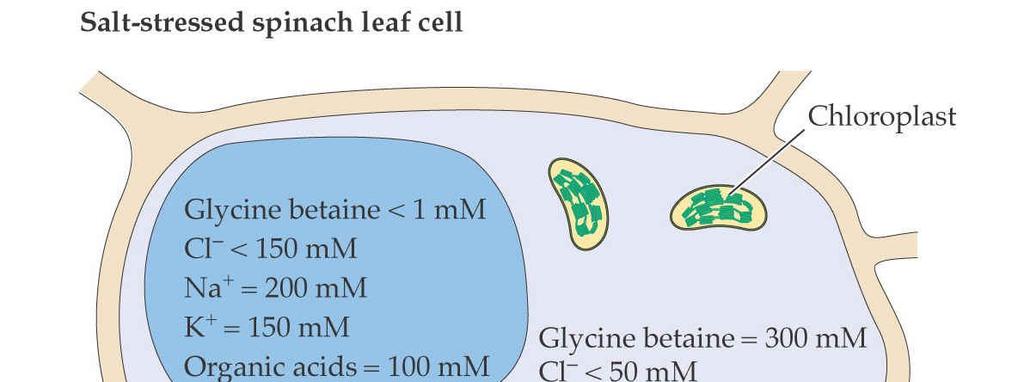 Kompatibilní osmolyty nemusí se akumulovat ve vakuole 23 Zůstávají v