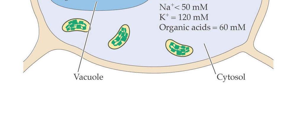 vakuolou Kompatibilní osmolyty se akumulují i v jiných organelách,