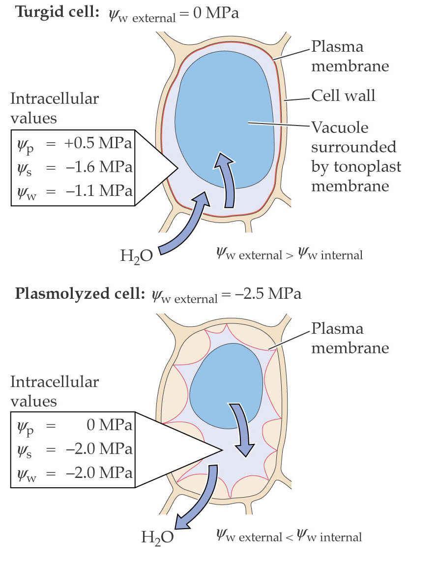 9 Vodní potenciál - dovoluje předpovědět pohyb vody do a z rostlinné buňky Spontánní pohyb vody: