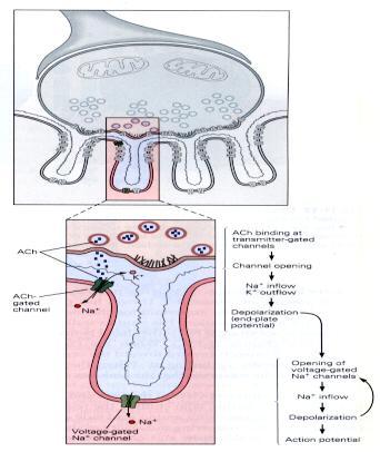 Neuroaktivní peptidy Musí splňovat 4 kritéria: 1. Látka je syntetizována v neuronu 2.