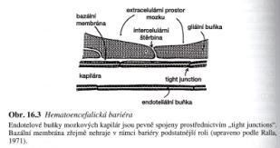 HEMATOENCEFALICKÁ BARIÉRA (HEB) = transport látek z krve do mozku - do tkáně CNS - z krve do mozkomíšního moku (likvoru) - HEMATOLIKVOROVÁ BARIÉRA - z likvoru do tkáně CNS LIKVORENCEFALICKÁ BARIÉRA