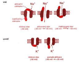 permeabilita pro Na +, napěťově řízené kanály pro Na + se otevírají, Na + vtéká do buňky depolarizace aţ transpolarizace