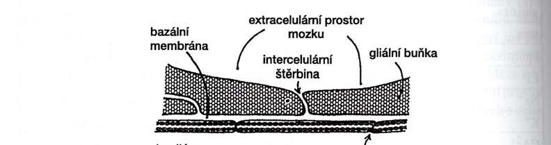 HEMATOENCEFALICKÁ BARIÉRA (HEB) = transport látek z krve do mozku - do tkáně CNS - z