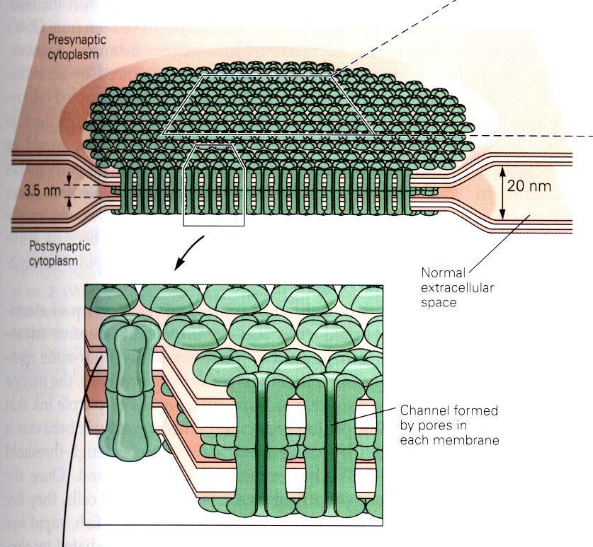 1. ELEKTRICKÉ SYNAPSE přenos vzruchové aktivity mezi neurony- gap junction (2nm) a tight junction, u savců ojedinělý typ