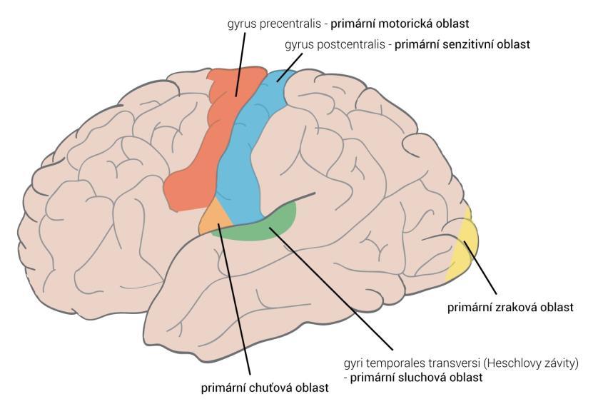 2 Teoretické základy práce 2.1 Anatomické části mozku Při segmentaci a rtms rozlišujeme 6 základních tkání hlavy: kůži, podkožní tuk, lebku, mozkomíšní mok a šedou a bílou hmotu mozkovou.