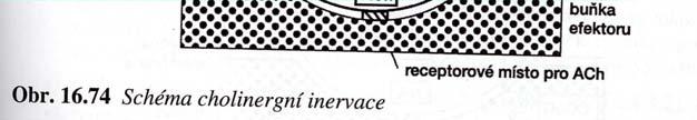 2. PARASYMPATICKÝ (cholinergní) - na postagangliových zakončch acetylcholin - eferentní vlákna vycházejí