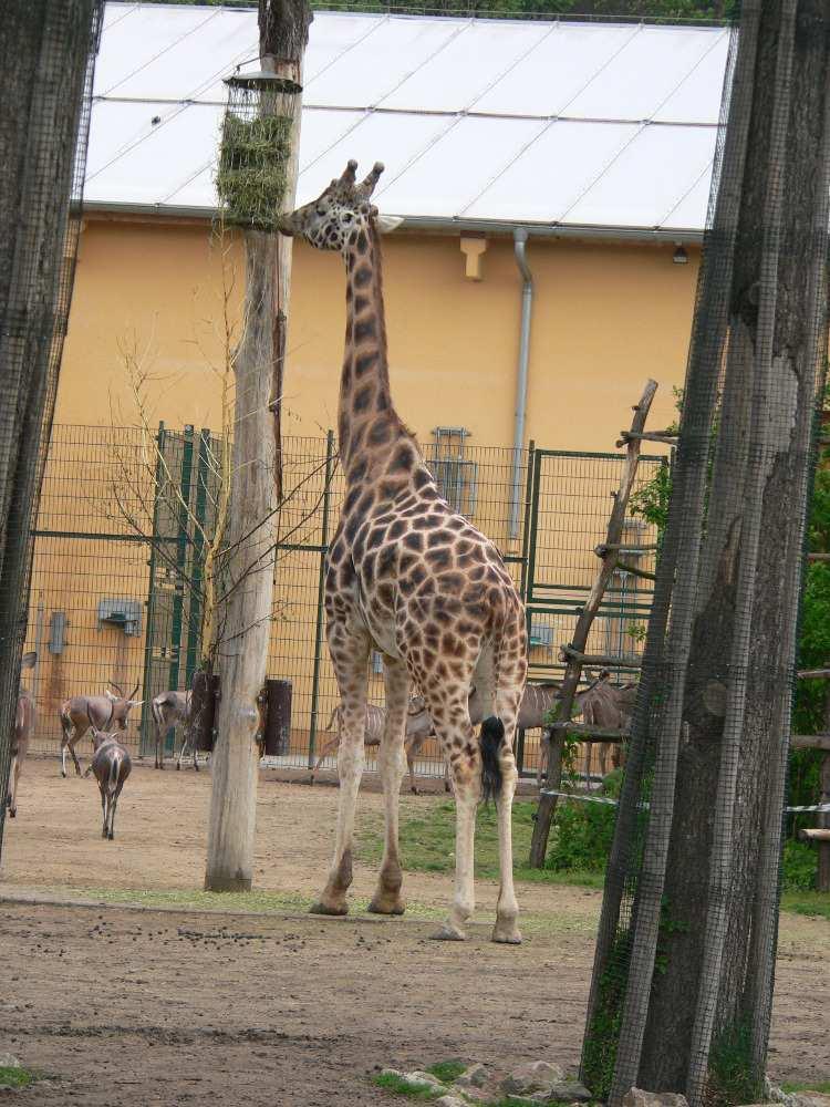 hmyzožravců či letounů, Madagaskarský pavilon z listopadu 2007, osídlený zdaleka nejen lemury, ale i chameleony, želvami či hroznýši, výběhy antilop, pštrosů a zeber spolu s pavilonem kopytníků ze