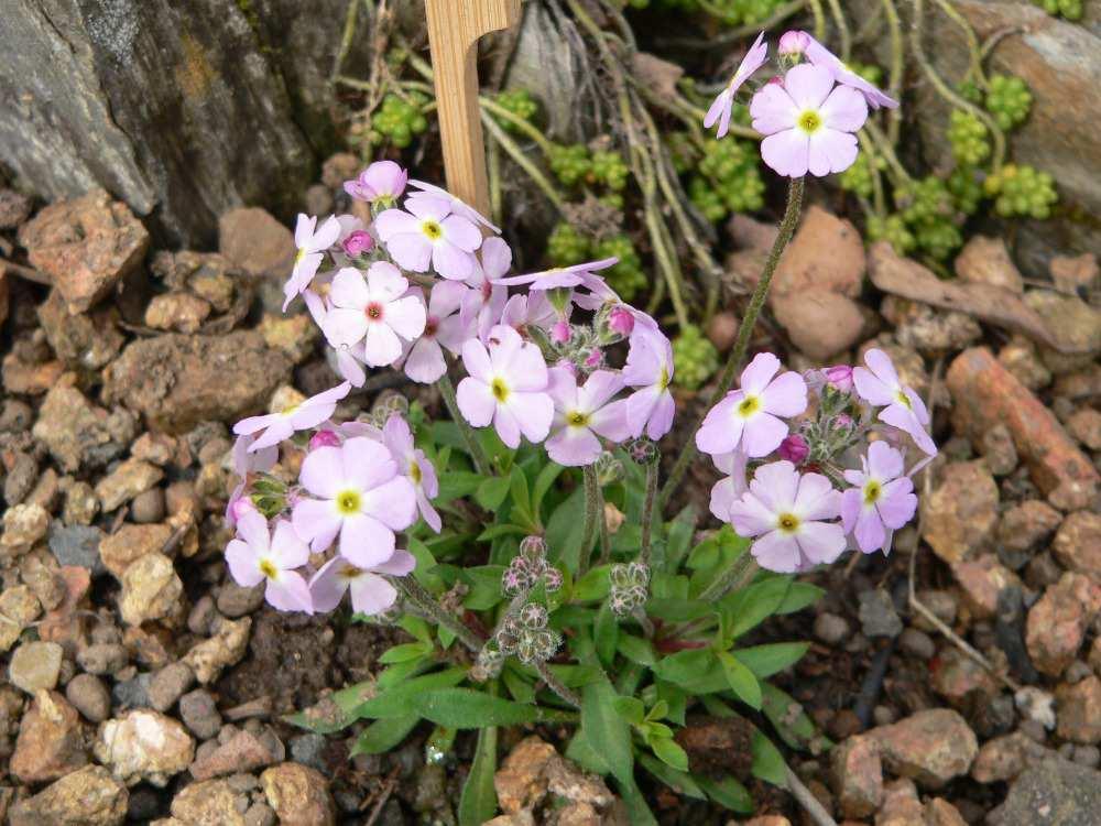 Androsace mariae Polygala chamaebuxus GRANDIFLORA Nyní již k vybraným kandidátům na vítězství v pěstitelské soutěži.