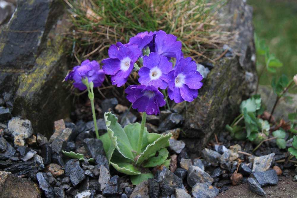 Primula x pubescens Kusum Krishna přítele Martana. Nominaci si odnesla Wulfenia amherstiana, jeden z devíti exponátů přítelkyně Říhové.