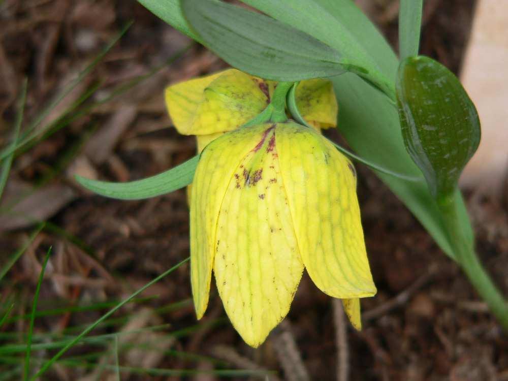 Primula x pubescens KUSUM KRISHNA Fritillaria aurea Titulem Oceněný exponát se letos mohlo pyšnit pět exponátů.