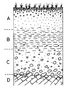 Obr. 4: Schéma půdního profilu s vyznačenými horizonty: A) humusový, nahoře bývá obohacen a dole ochuzen o půdní koloidy a humus, B) iluviální, převážně jílovitý a obohacený o Fe, Al a Si látky, C)