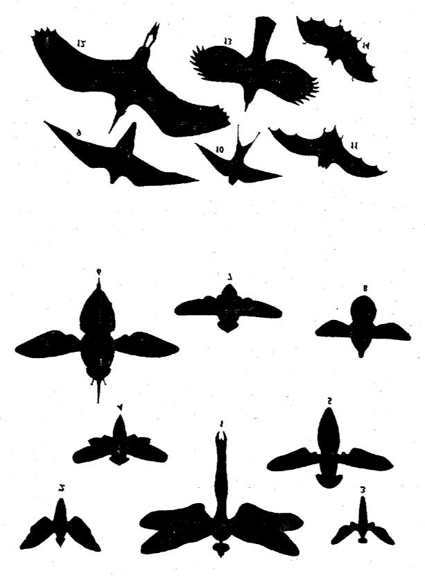 14. Aerodynamické tvary těla a křídel hmyzu, ptáků a netopýrů: 1 značně prodloužené tělo (vážky a síťokřídlí), 2-3 nepravidelně oválné tělo (u velkého počtu hmyzu, zvláště cikád, některých