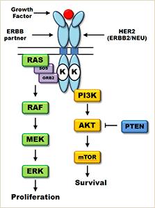 BIOLOGICKÁ LÉČBA 1/ Blok signální dráhy her2 receptoru protoonkogen HER2 (17q), u 15% ca prsu je amplifikace HER2 genu a nadprodukci receptoru Tastuzumab (Herceptin) monoklonální Ab proti HER2