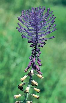 2 Modfienec chocholat (Muscari comosum), vzácnû se vyskytující druh v polích a polních mezích zejména v Novohradském podhûfií. statná ãást f.