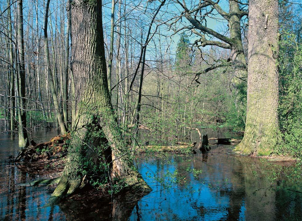 âeskobudûjovicko Zaplavená stfiemchová doubrava (spol. Quercus robur-padus avium) v nivû Stropnice u tiptonû.