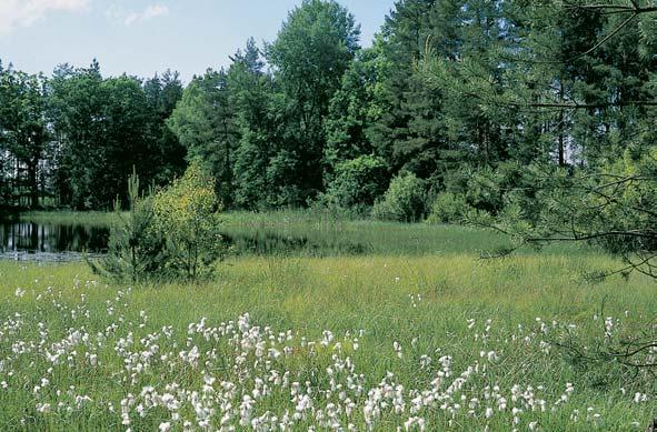 Okres âeské Budûjovice nû porosty hospodáfisk ch dfievin smrku a borovice. Novohradské hory jsou jiï typicky horsk m územím (historicky souãástí tzv. Horního Hvozdu).