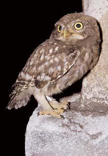 Druhovû bohatá a specifická fauna Ïije v okrese pfiedev ím v pfiirozen ch porostech smí en ch lesû (zejména buãin) a na rûzn ch typech mokfiadû.