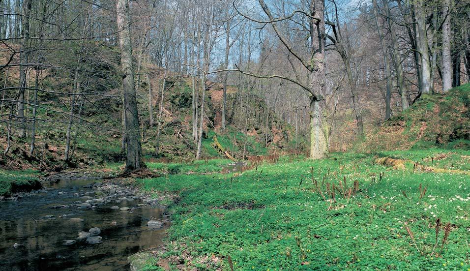 âeskobudûjovicko Vrchovina a pahorkatina mezi âesk mi Budûjovicemi a T nem n. Vltavou je rozbrázdûna úzk mi údolími krátk ch pfiítokû Vltavy. Na snímku údolí potoka Libochovky.